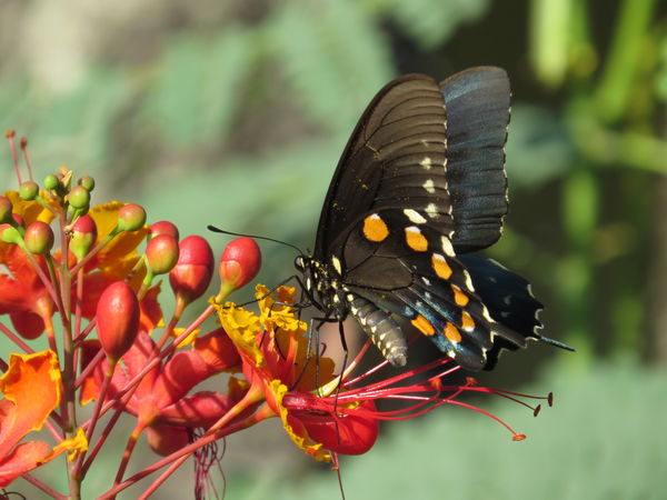 Pipevine Swallowtail...