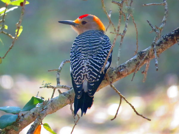 Golden-fronted Woodpecker...