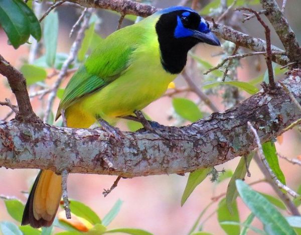 Green Jay, a tropical bird that has worked its way...
