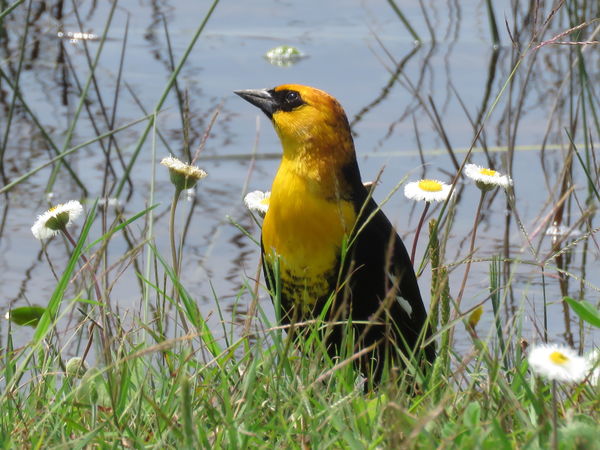 Yellow-headed Blackbird...