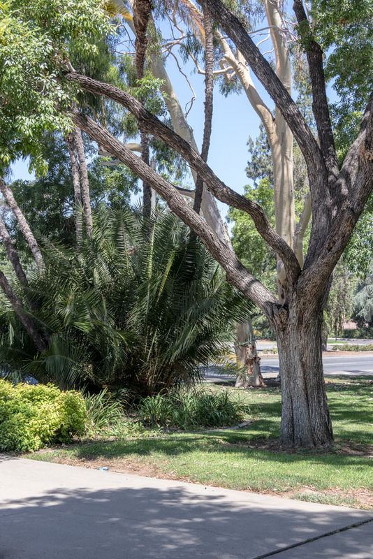 Tree and Planter, UC Riverside...
