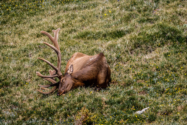 From first sleeping elk post...