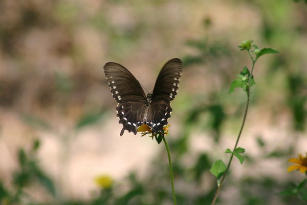Polydamas Swallowtail...