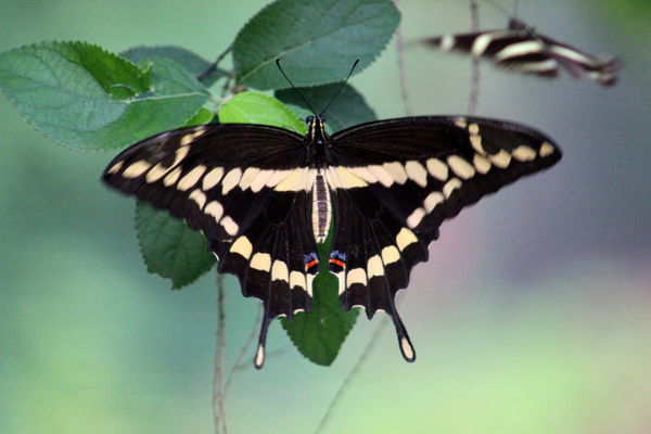 Thoas Swallowtail...