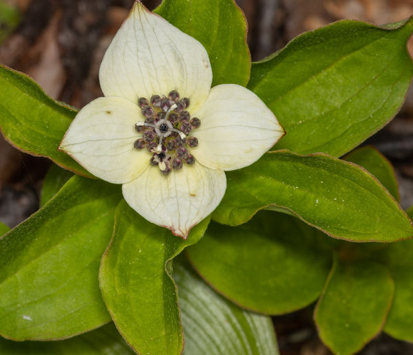 Dogwood in Alaska is a ground cover plant....