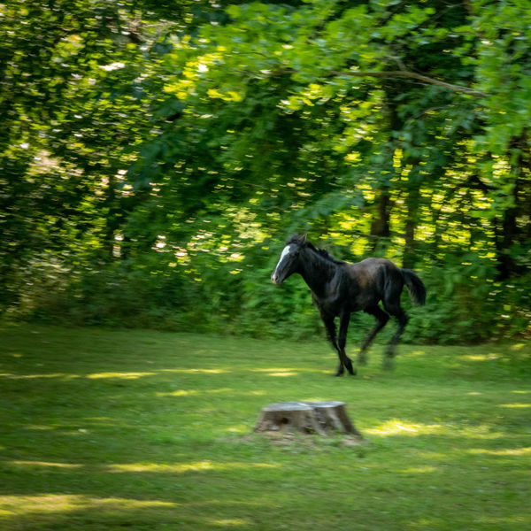 Giddy-up Go, Maybe if I run those flies can't bite...