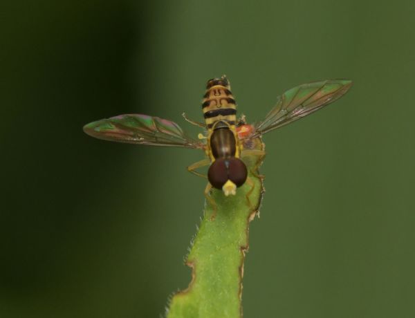 Hoverfly...