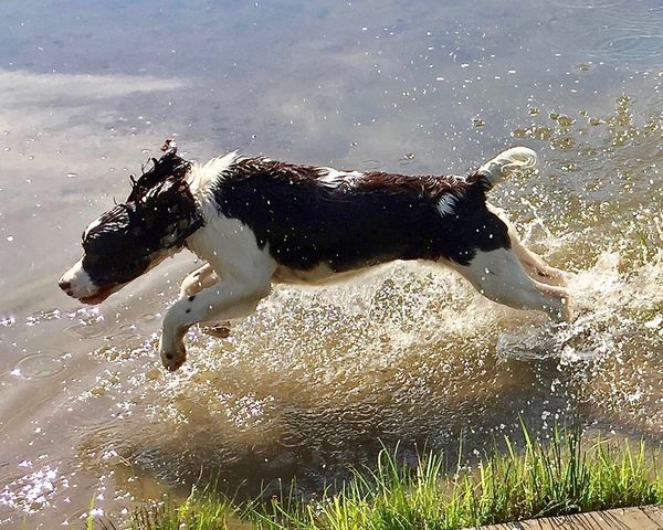Sadie flying for fun-maybe a bird?...