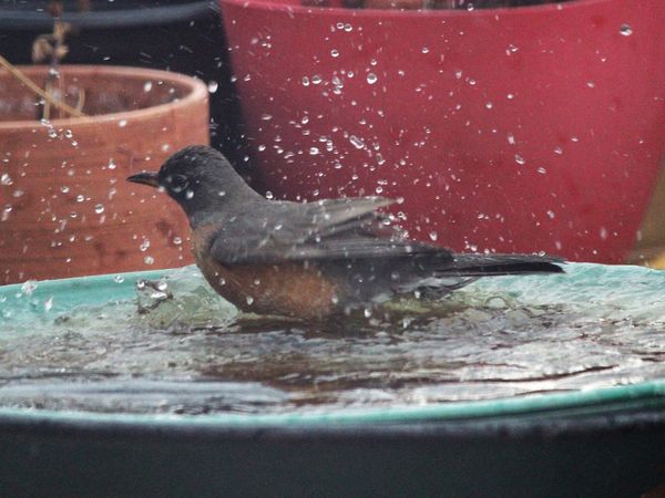Robin bathing...