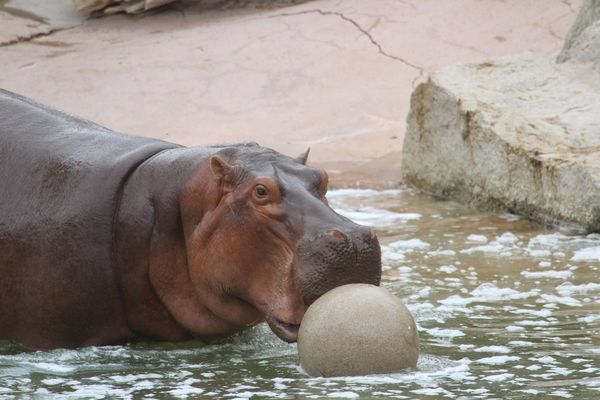 Hippo trying out for the water polo team...