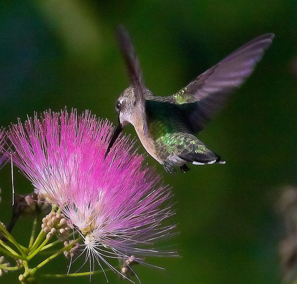 Ruby-throated hummingbird...