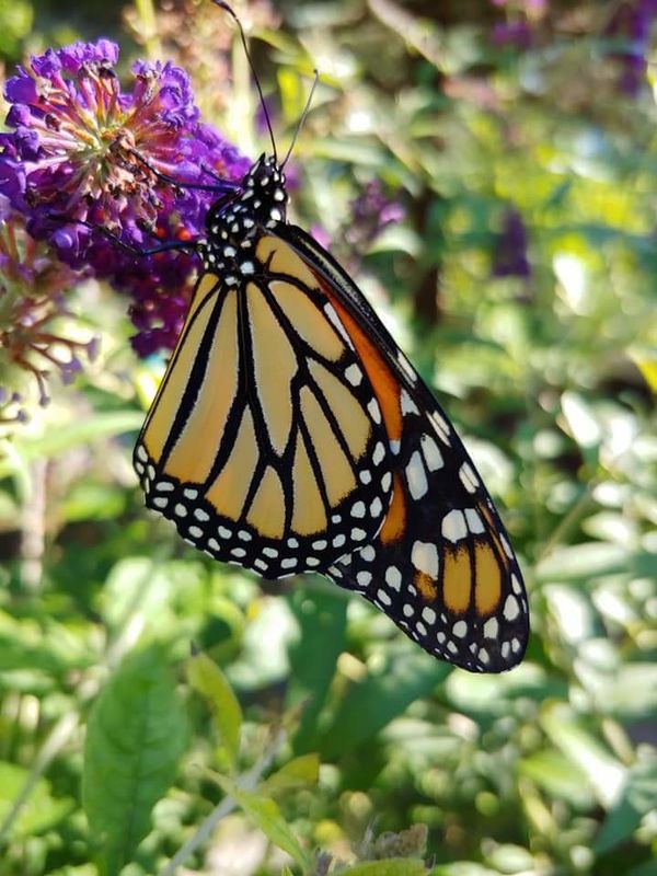 male-female-monarchs-emerged-this-morning-with-one-more-to-go