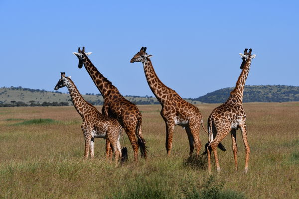 Rothchild and Maasi Giraffes...