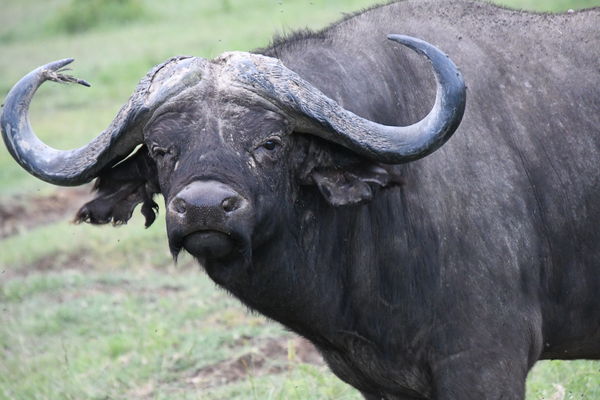 Cape Buffalo Bull...
