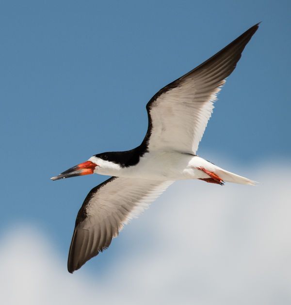 Black Skimmer on the wing...