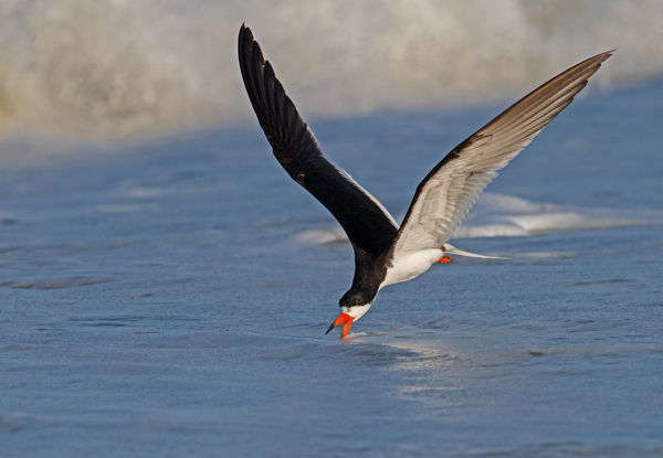 Black Skimmer on the water...