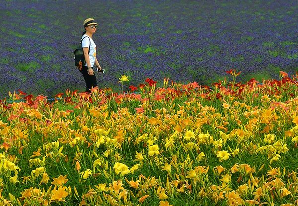 A tourist walking among the flowers in Hokkaido....