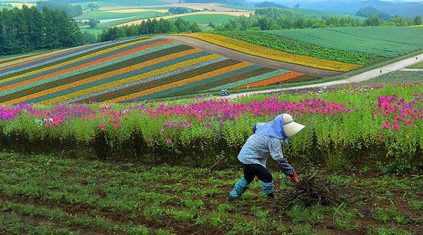 A worker at a flower farm in Hokkaido....