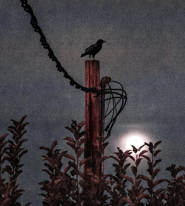 A Raven at Moonset. ISO 3200, Olympus EM10 camera....