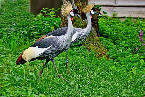 1 African crowned Cranes...