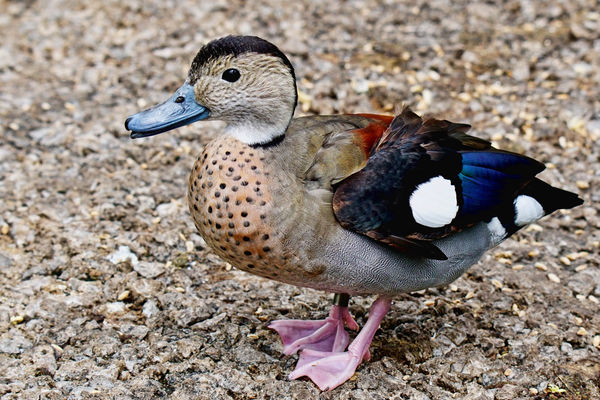 8 Ringed teal Duck...