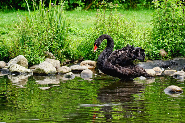 10 Black Swan...