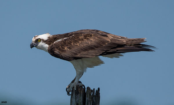 Random Shots From Stone Harbor New Jersey: Any Comments are welcome.