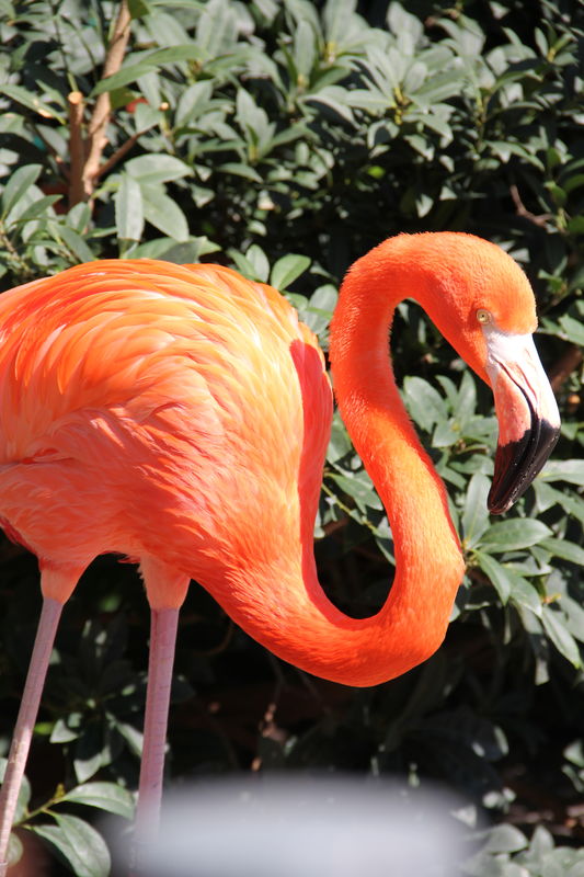 The neck of this flamingo is a naturally occurring...