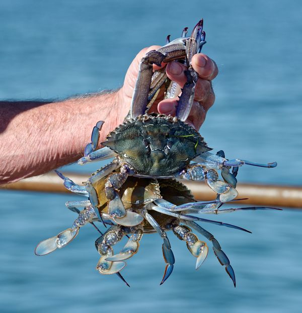 A pair of Blue Swimmer Crabs. Thes are commonly fo...