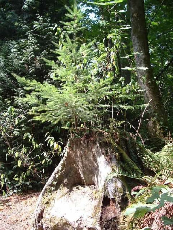 New tree growing out of old "Stump"...