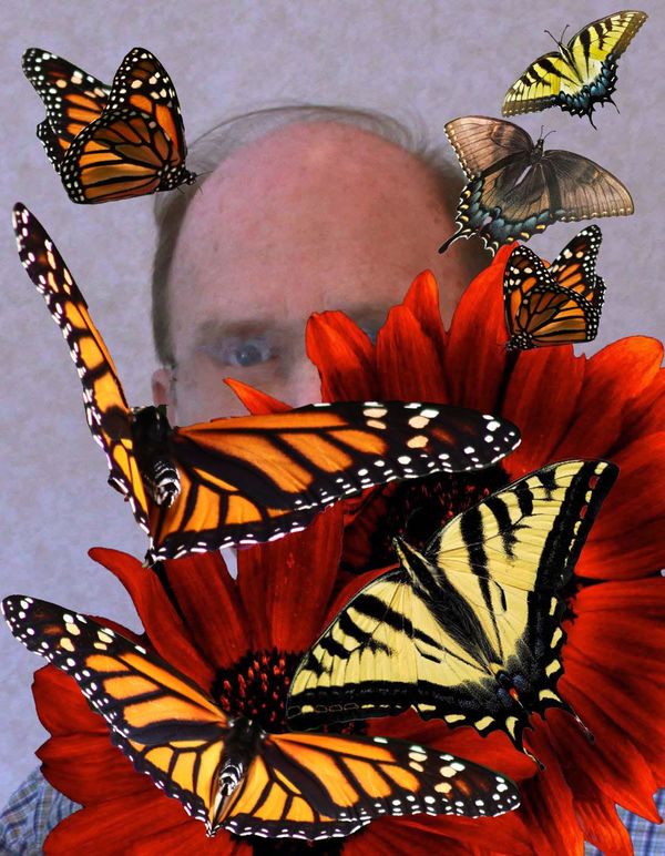 The Lepidopterist...