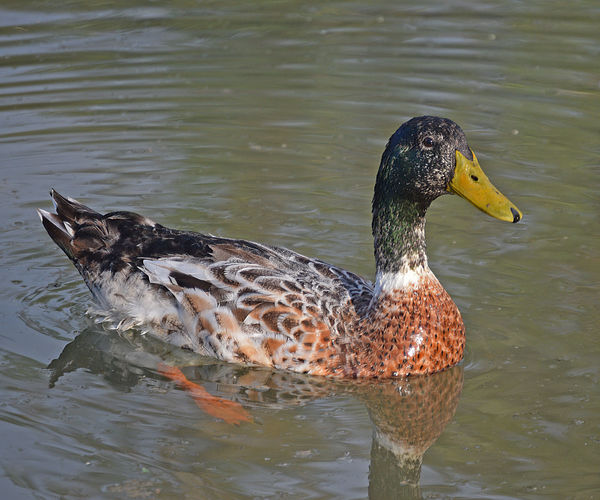 Unknown Species of Duck (anyone know?)...