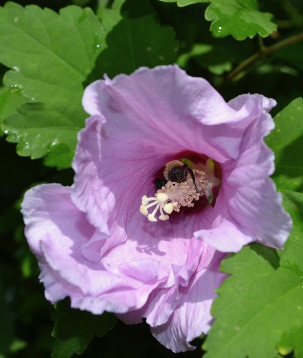 Hibiscus and bee...