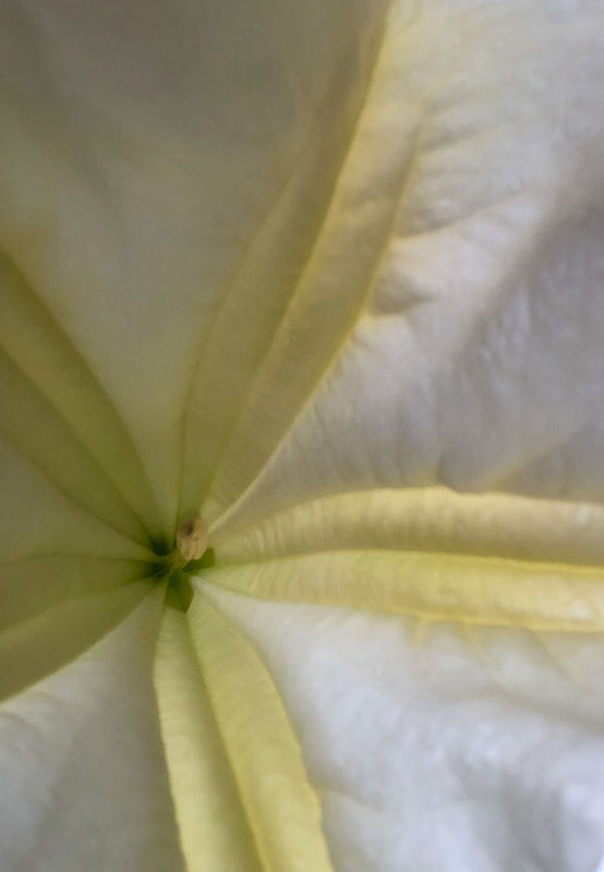 Inside a trumpet flower...