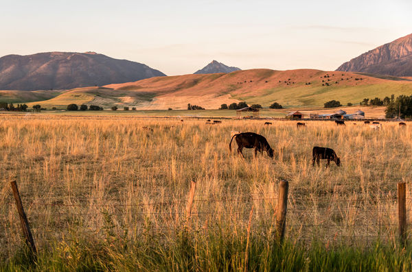 Cattle grazing at first light...