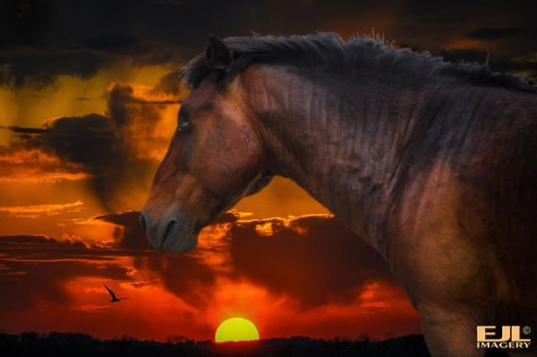OBX Sundown Horse...