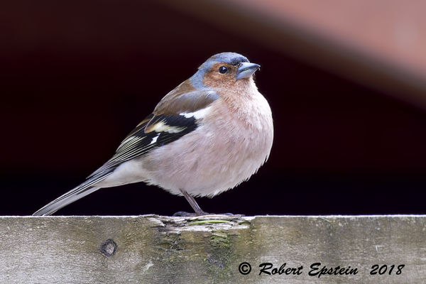 Common Chaffinch...