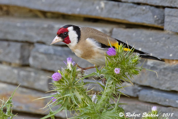 European Goldfinch...