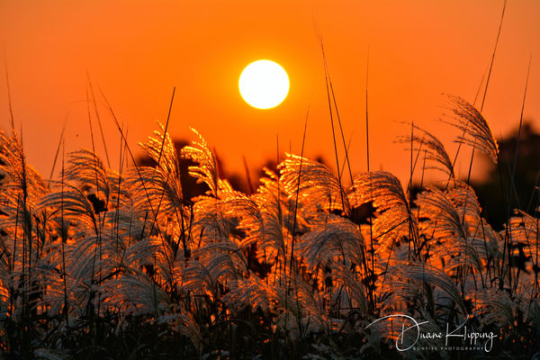 Pampas Grass Sunrise...