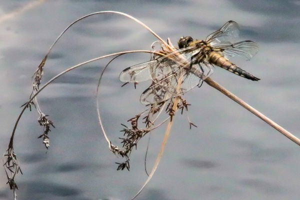 Four-spotted Skimmer (Libellula quadrimaculata) F...