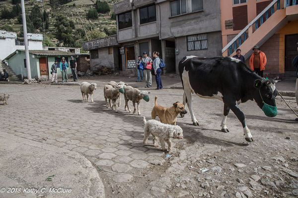In the village of San Francisco, animals have the ...