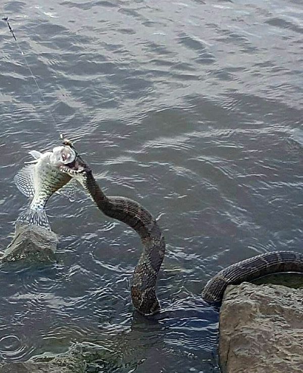 Fish VS Snake VS Man...