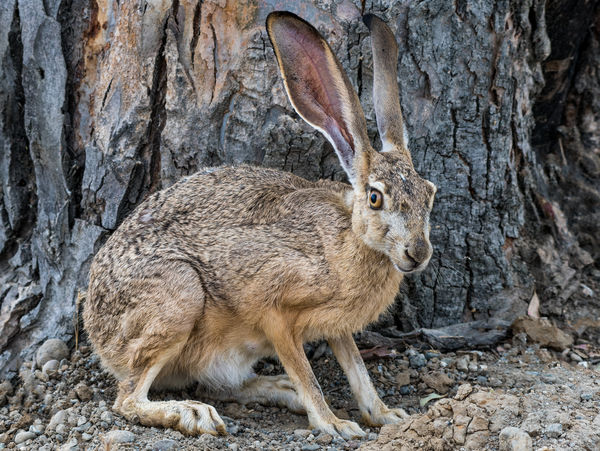 Jackrabbit Jackpot: I went to the refuge not expecting many birds and ...
