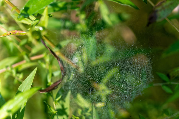 Spider web covered with dew....