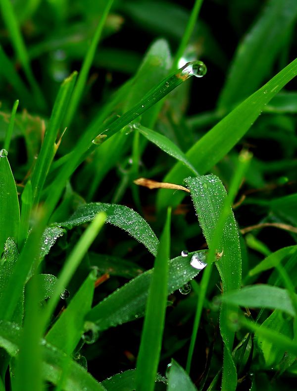 Morning Dew in the Crabgrass......