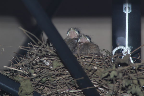 2 chicks on the nest edge...