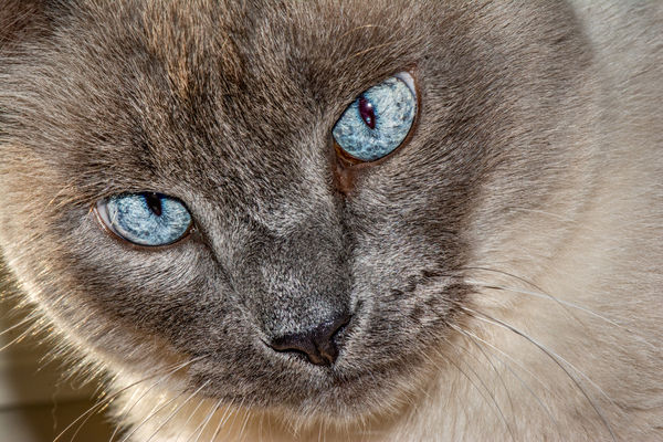 Cat eyes...
