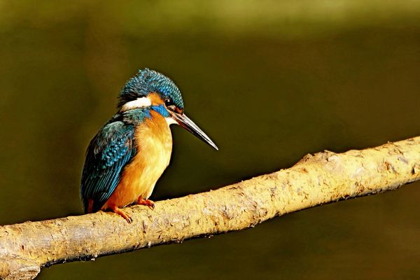 King fisher...