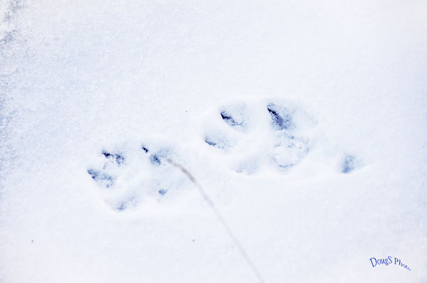 These are NOT dog footprints... they howl!...