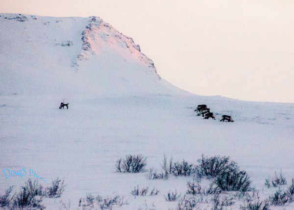Caribou and alpenglow...